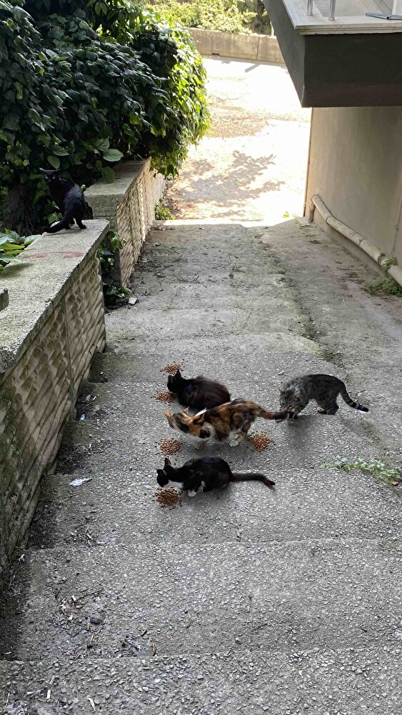 Sokaktaki bebekler için alıyorum😌 2. Siparişim çok memnunum hepsi de bayıla bayıla yiyor kargoda çok hızlı teşekkürler 💕