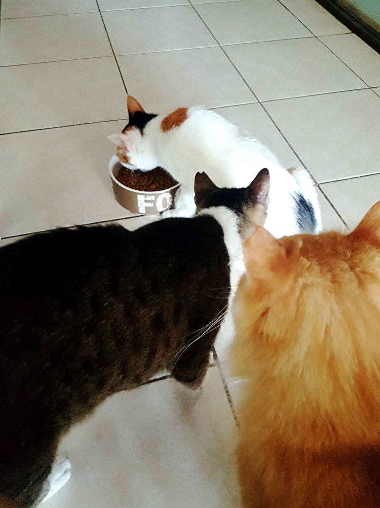 Fotoğraflarda görüldüğü gibi mama küçük taneli. Evlatlarımız tadına bakmak için sıraya girdi ve yediler. Satıcı iki ay önce üretilmiş taza paketi gönderdi. Pazartesi ögleden sonra verdiğim siparisi ayni gün kargoya verdi ve mama ertesi gün elime ulaştı. Gecen ay da aynı saticıdan proplan okyanus balıklı mama almıstım. Bir sorun yaşanadım. Satıcı hızli, ilgili ve sorulara hemen yanıt veriyor. Hem saticıya hem de Trendyola teşekkür ediyorum .