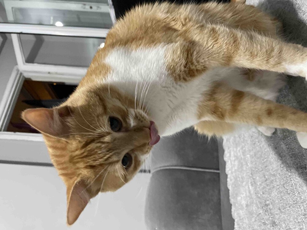 Severek yiyor beğendi