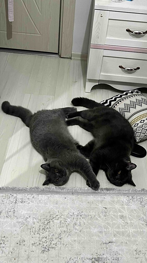 7 aylık kedim için almıştım ama gidip babasının kısır mamasını yiyordu, babası da kitten mamayı. O yüzden daha almadım..