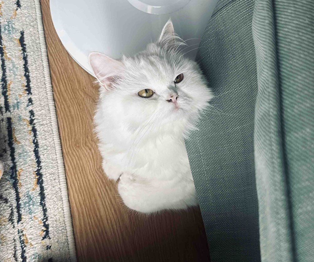 2025 Kasım tarihli, teşekkürler 🙏🏻