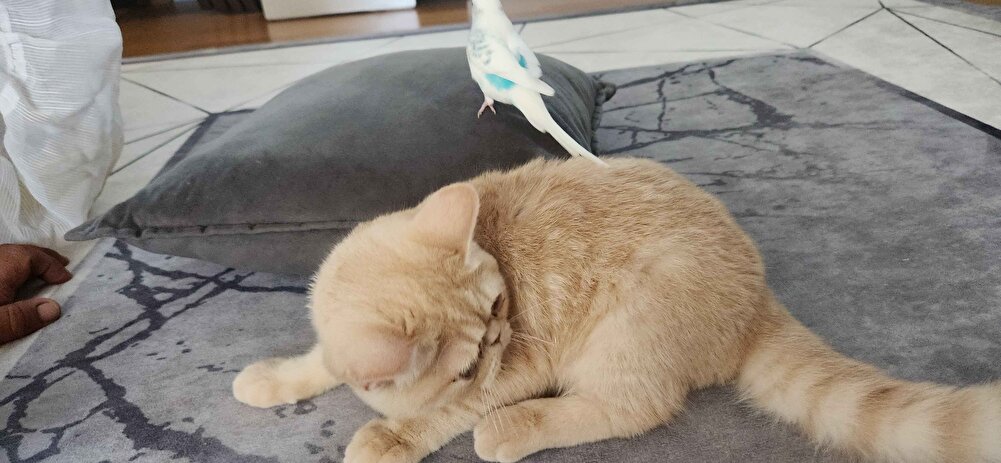 Kızım severek yiyor