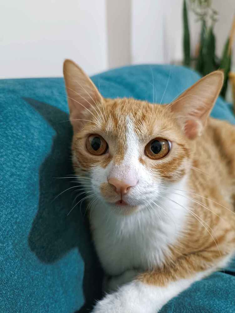 Öncelikle Naz Petshop a özenli ve hızlı kargolama süreci içinteşekkürler 🙏 4 Ekim sokak hayvanlarını koruma günü indirimle berabersipariş verdim uyguna gelmiş oldu 😻 İzmir'den cuma günü çıkışyaptı,Trabzon'a pazartesi günü teslim edildi 😻 17 aylık Cesur oğlumaMayıs ayından beri aynı mamayı yiyor. Yavru sarman kızımda 5 aylık hemyavru hem kısır yiyor maalesef onun önüne geçemedim. Mama paketlemetarihî 16.07.2024