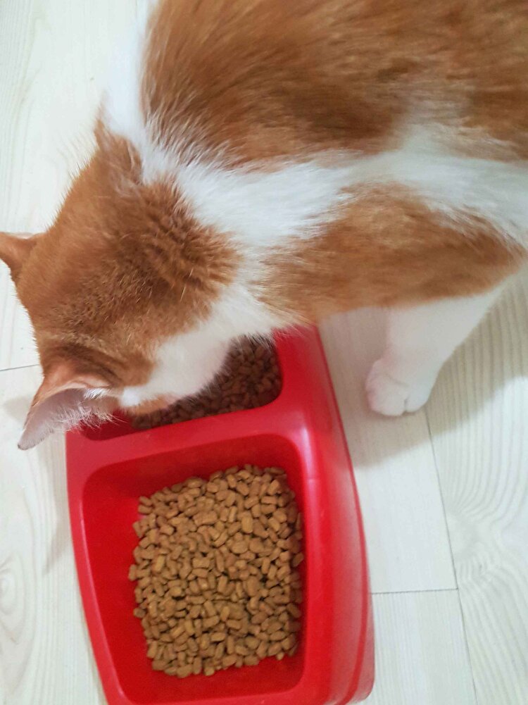 Fotoğraflarda görüldüğü gibi mama küçük taneli. Evlatlarımız tadına bakmak için sıraya girdi ve yediler. Satıcı iki ay önce üretilmiş taza paketi gönderdi. Pazartesi ögleden sonra verdiğim siparisi ayni gün kargoya verdi ve mama ertesi gün elime ulaştı. Gecen ay da aynı saticıdan proplan okyanus balıklı mama almıstım. Bir sorun yaşanadım. Satıcı hızli, ilgili ve sorulara hemen yanıt veriyor. Hem saticıya hem de Trendyola teşekkür ediyorum .