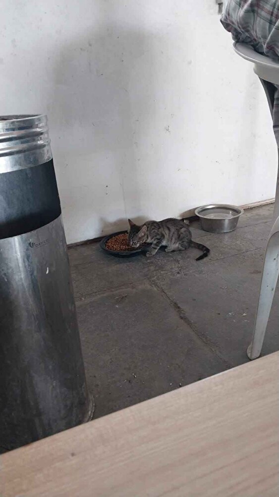 iş yerinde bulunan kedilerini için aldım. Sürekli bu maması alıyoruz severek yiyorlar.