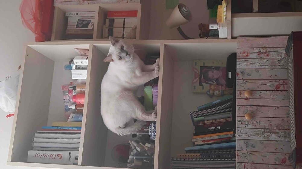 Sürekli kullandığım mama kedilerim severek yiyor