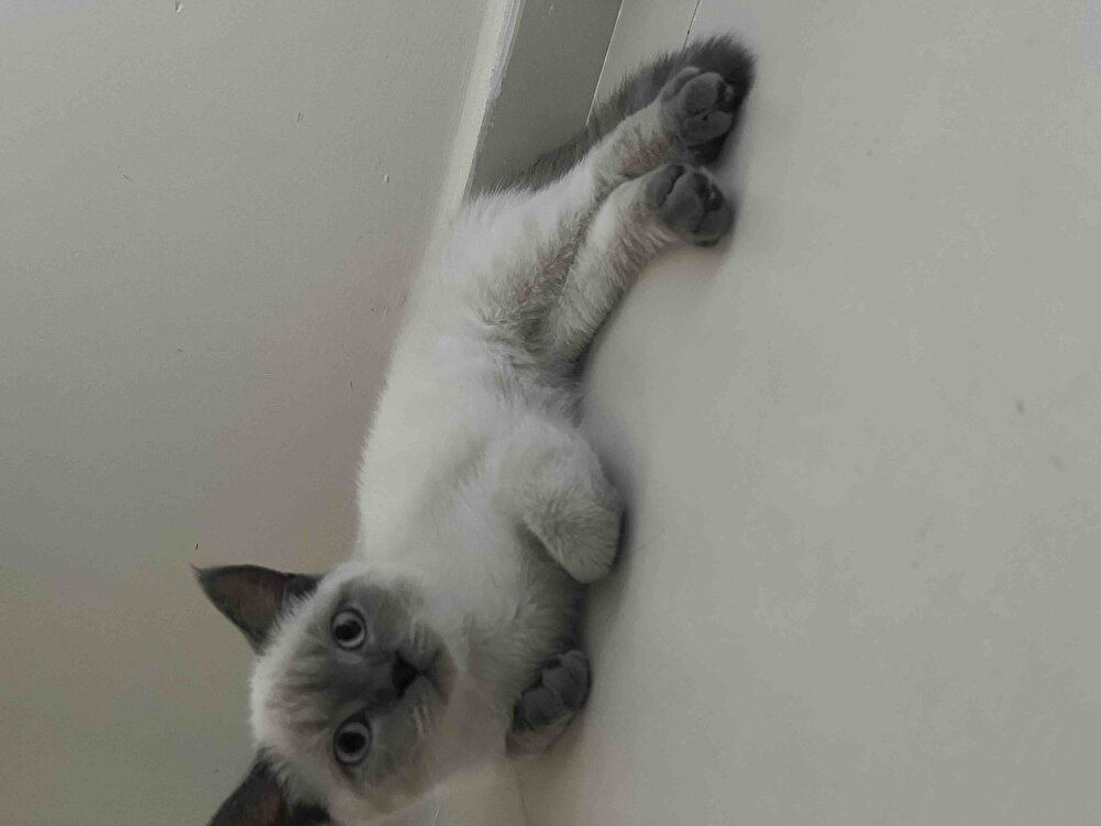 Kızçem bayıldı😂