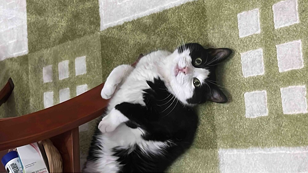 Çok severek yiyiyorlar