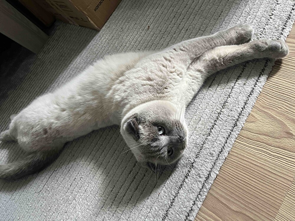 Hep aldığım mama tüm kedilere bunu yediriyorum.