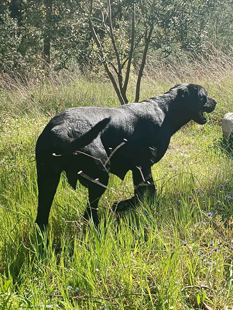 sürekli köpek maması alıyorum iki büyük köpeğim var uygun fiyatlı bulunca almak istedim