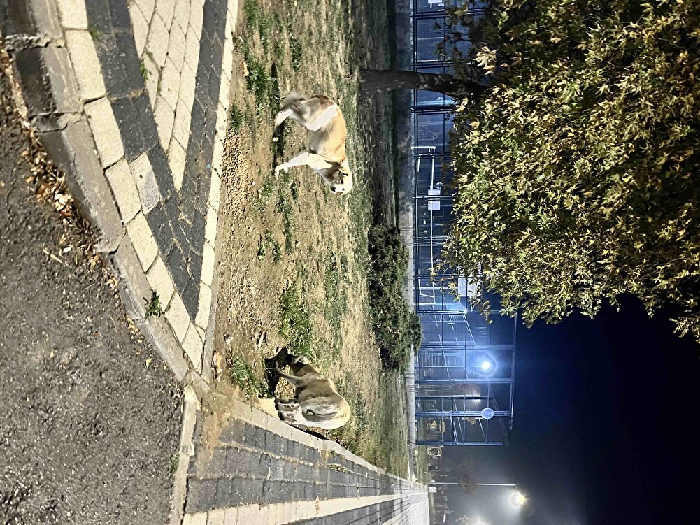 Kimsesiz dostlarımıza dağıtmak için aldım beğenerek yediler