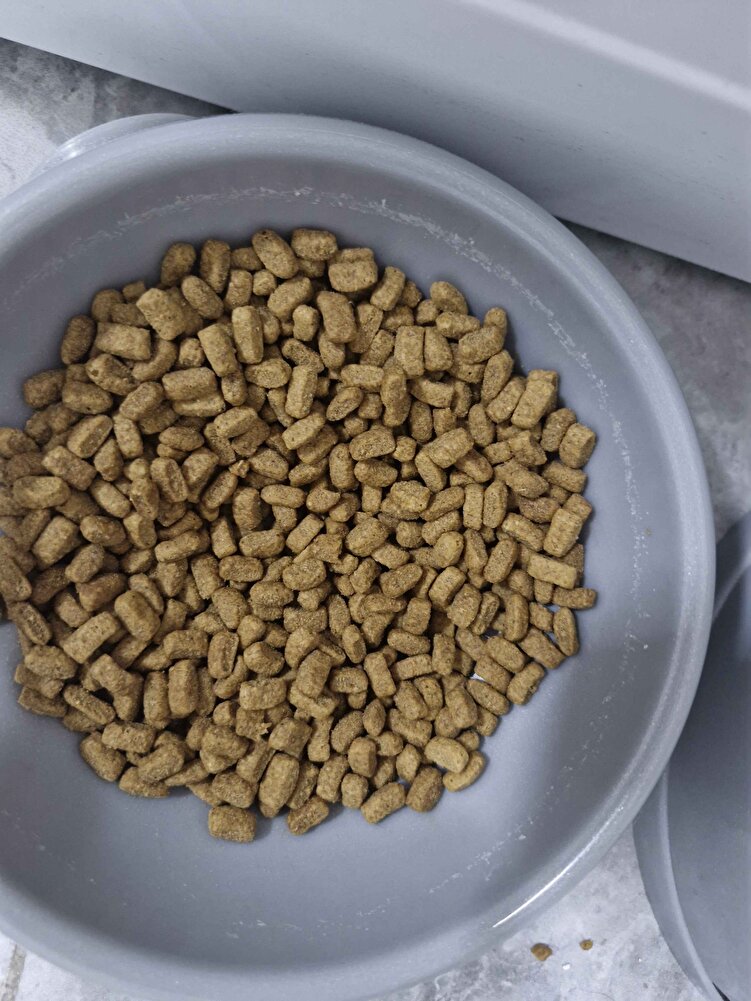 kedilerim severek yiyor