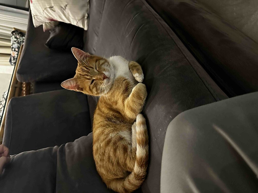 Çok hızlı teslim edildi, paketlemesi de çok güzeldi. Sitede beslediğimiz sokak kedilerimiz severek yiyor :) Bkz: yemek yedikten sonra eve giren bitanesi :)