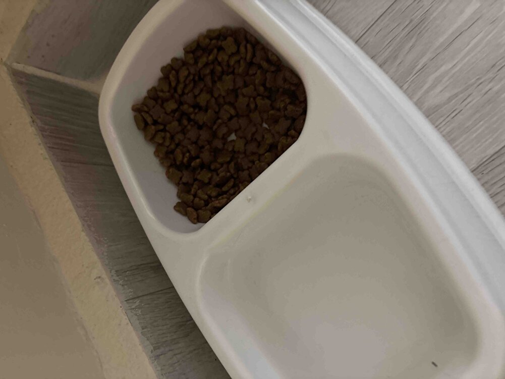 Yavru Kedim severek yiyor