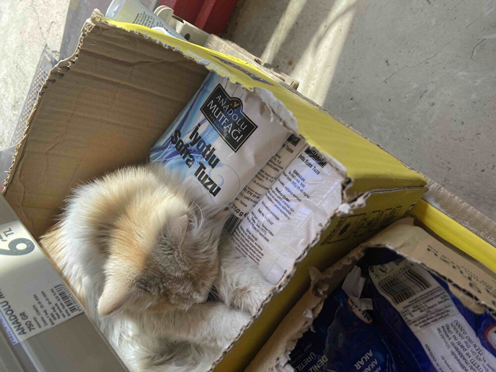 Ürün orjinal gayet iyi kedim bayılarak yiyor
