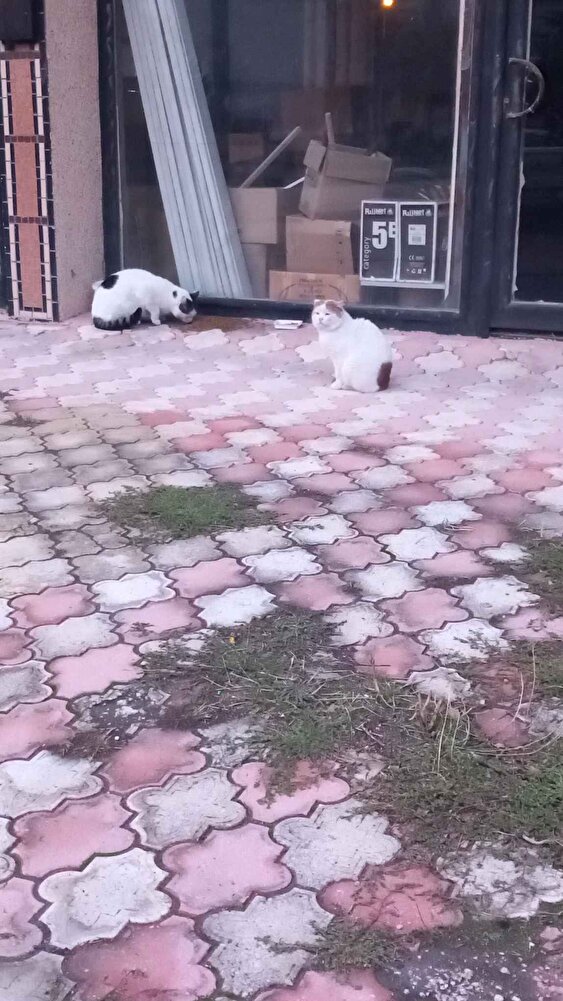 sokak canlarım içim alıyorum güzel yiyorlar kargo ve kargolama çok iyi teşekkürler