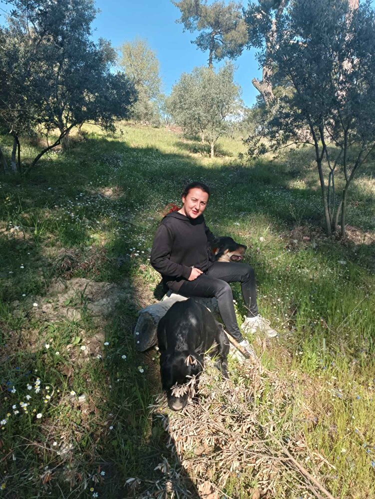 sürekli köpek maması alıyorum iki büyük köpeğim var uygun fiyatlı bulunca almak istedim