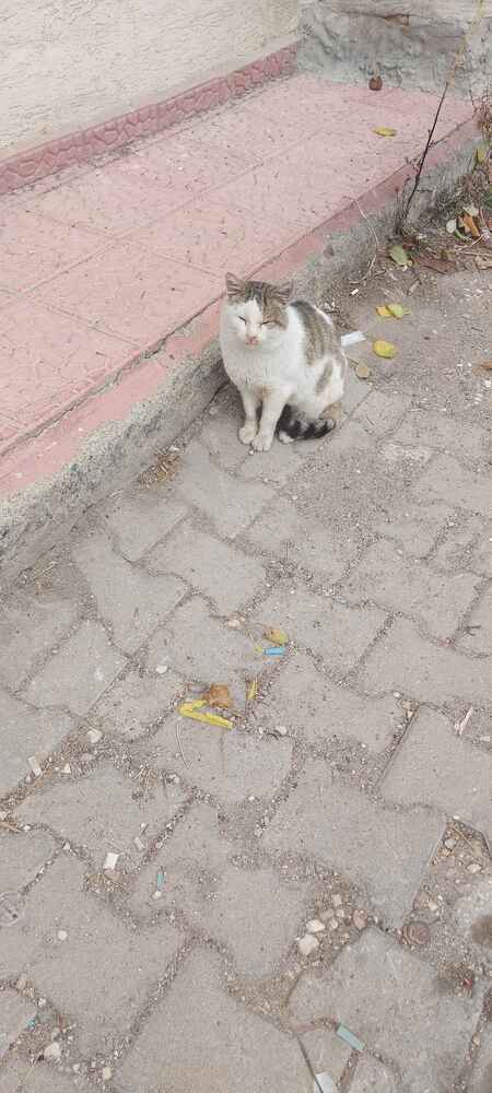 kedilerim severek tuketiyor