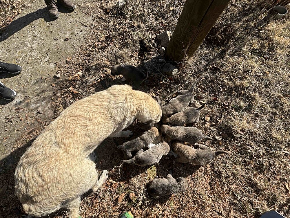 İş yerimdeki yavrular için aldım. Bayıldılar severek yiyiyorlar🫶🏻🐶