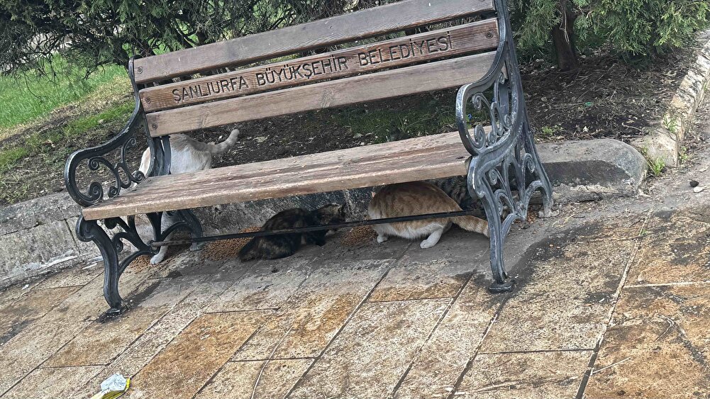 Sokaktaki hayvanlara veriyorum çok severek yiyorlar