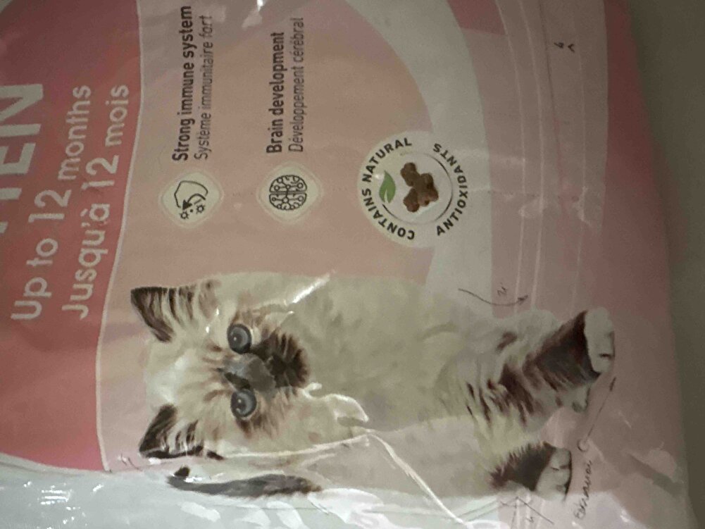 Yavru Kedim severek yiyor