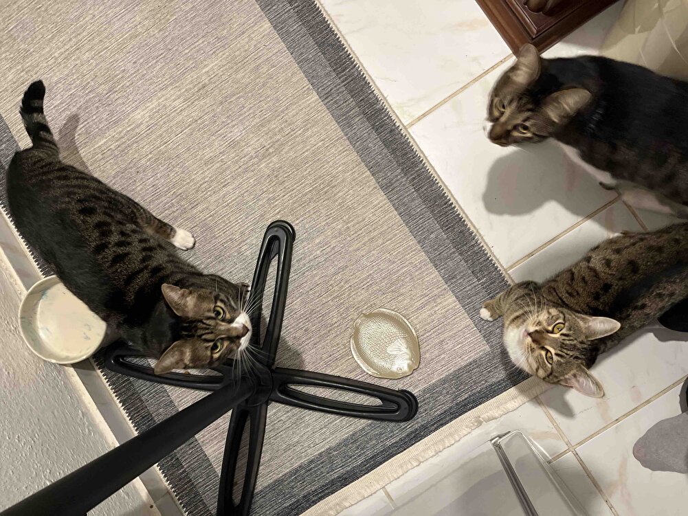 Kedilerim çok severek yiyolar 2 saatte bir mama kabının başında oturuyolar 😂