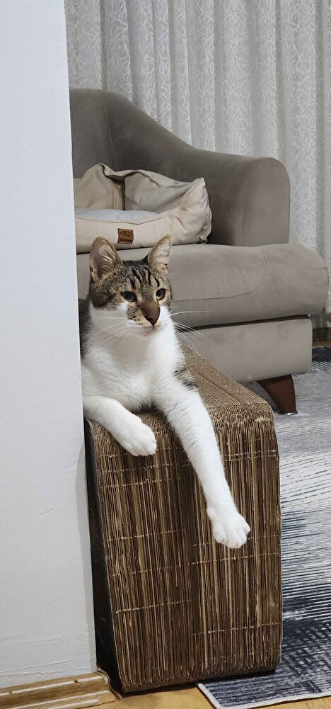 kedim icin tek tercihim