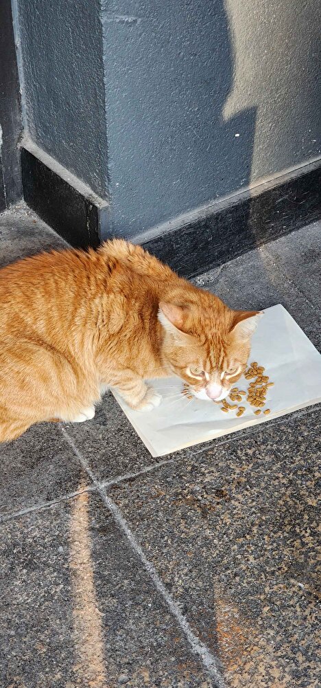 sokaktaki canlarımız için alıyorum beğenen kedilerde var burun kıvıranda.