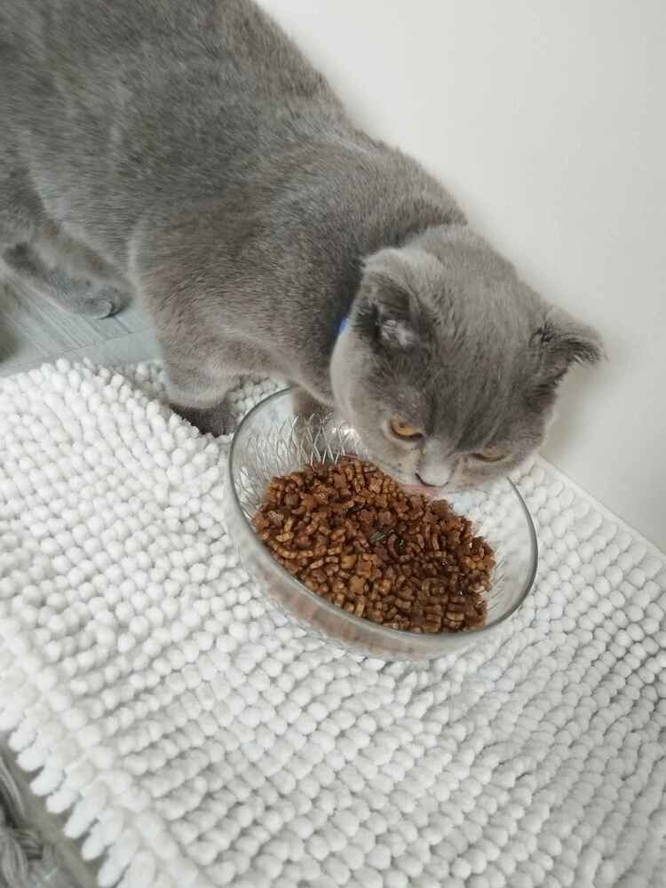 Şimdi geldi gelir gelmez koştu mamasına yavrum 6 aylık severek yiyor. İlginiz için teşekkür ederiz.