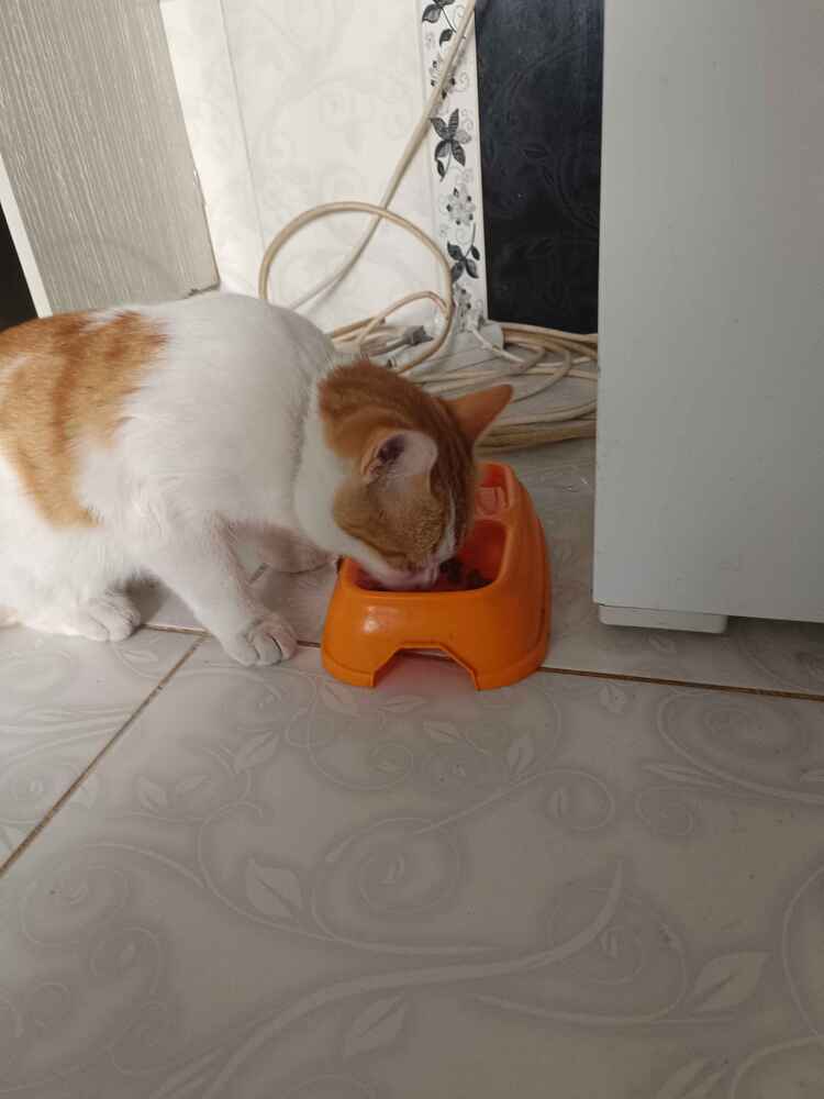 hiç birşey beğenmeyen kedim doyumsuz bir şekilde yiyiyor herkese tavsiye ederim