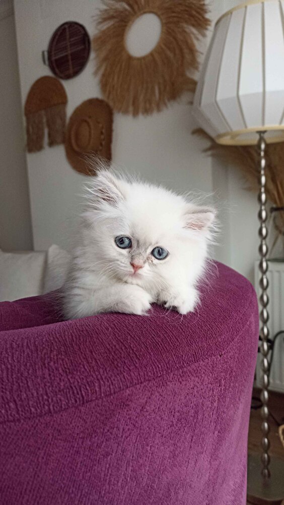 orijinal ürün Yavru kediim severek yiyor maşallah deyin lütfen