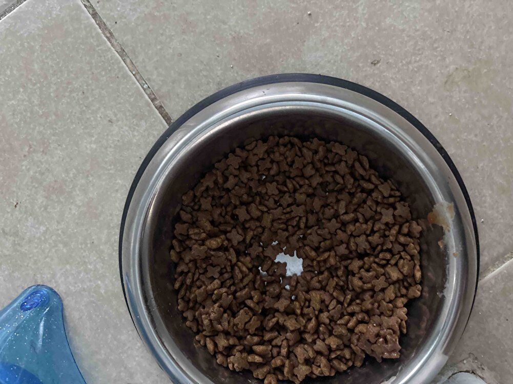 Kedim severek yiyor bu mamayı