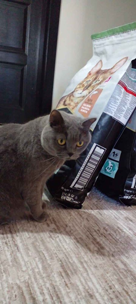 kedilerim severek tüketiyor.