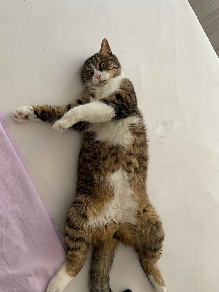 güzel tavsiye edilir