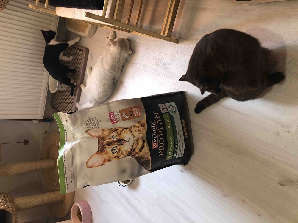 Kargomuz çok hızlı geldi ve çok sağlam paketlenmişti. Hermanki kullandığımız, memnun kaldığımız kedilerimin maması. Teşekkürler iyi satışlar dilerim.