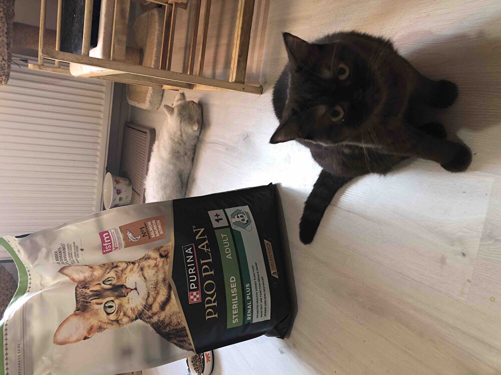 Kargomuz çok hızlı geldi ve çok sağlam paketlenmişti. Hermanki kullandığımız, memnun kaldığımız kedilerimin maması. Teşekkürler iyi satışlar dilerim.