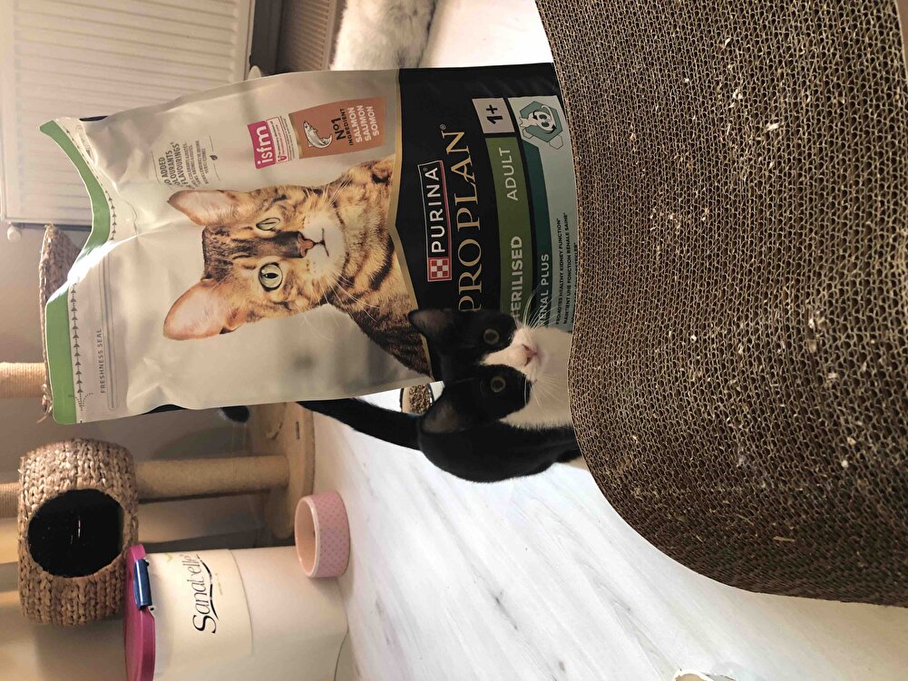 Kargomuz çok hızlı geldi ve çok sağlam paketlenmişti. Hermanki kullandığımız, memnun kaldığımız kedilerimin maması. Teşekkürler iyi satışlar dilerim.