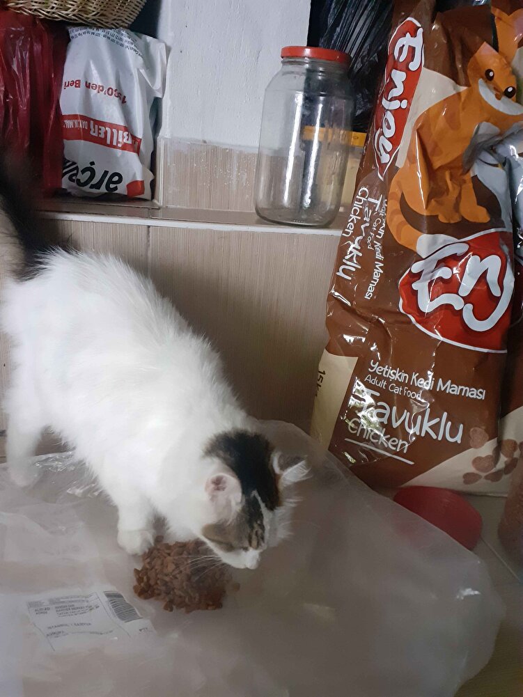 Devamlı kedilerim için aldığım Severek yedikleri mama.Tavsiye ederim
