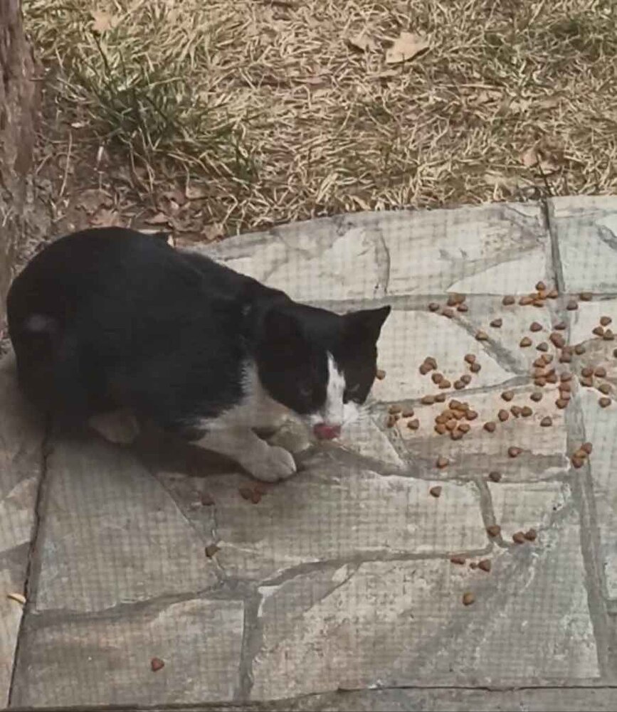 Yıllardır aldığım tek kedi maması inanılmaz severek yiyorlar ben köydeki kedilerimiz için alıyorum çok memnunum kargoda inanılmaz hızlı teşekkürler