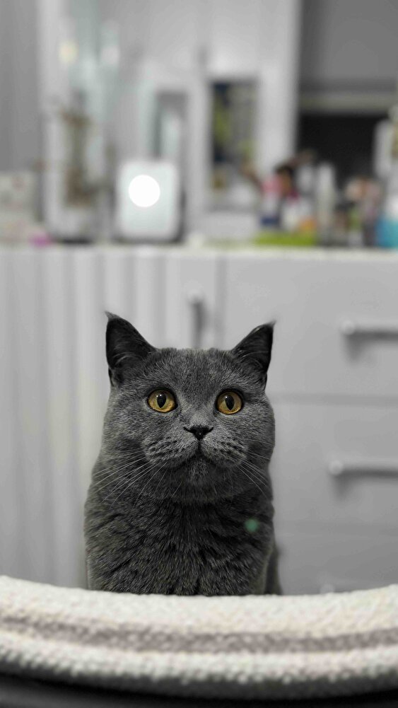 Pek acısı yok ama güzel tadını beğendim 👍