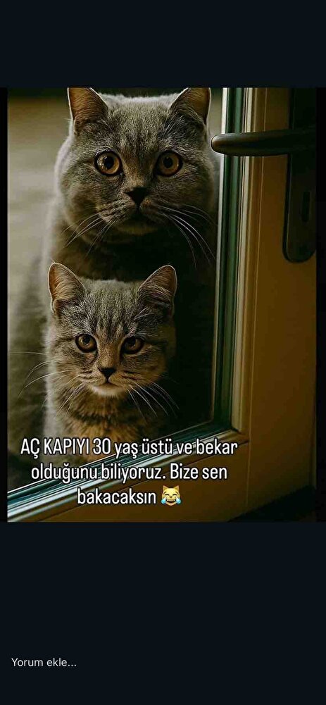 Sokak hayvanlarını unutmayalım bi kap mama bi kap su ve sıcak bi yuva