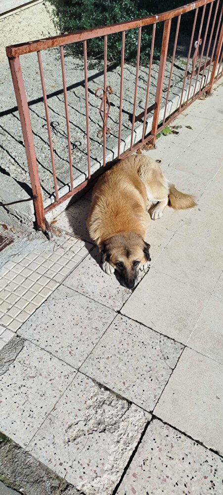 Mahalle ahalisi olarak baktığımız kızımıza aldım. Teşekkürler🙏
