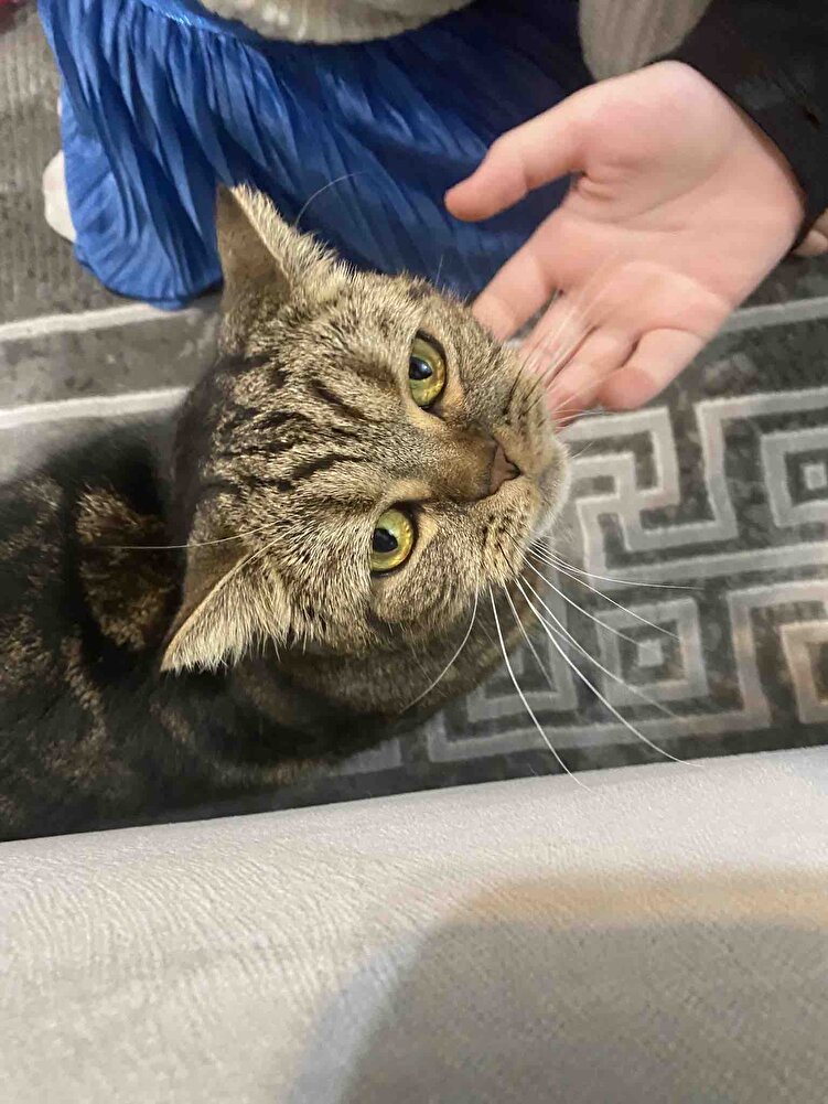 Kedim severek tüketiyor