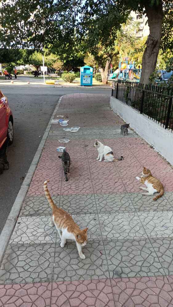 sokaktaki canlar severek yiyorlar 😻