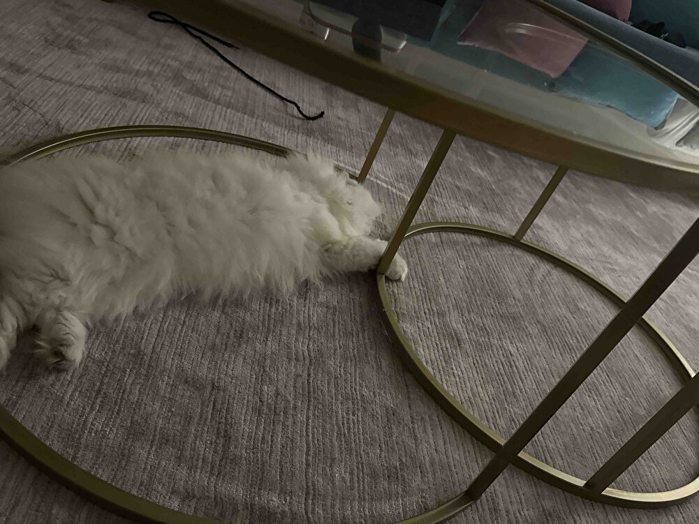 Orijinal ürün maya çok seviyor