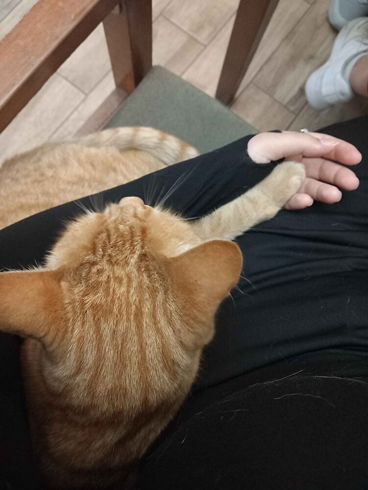 güzel kedim severek yiyor