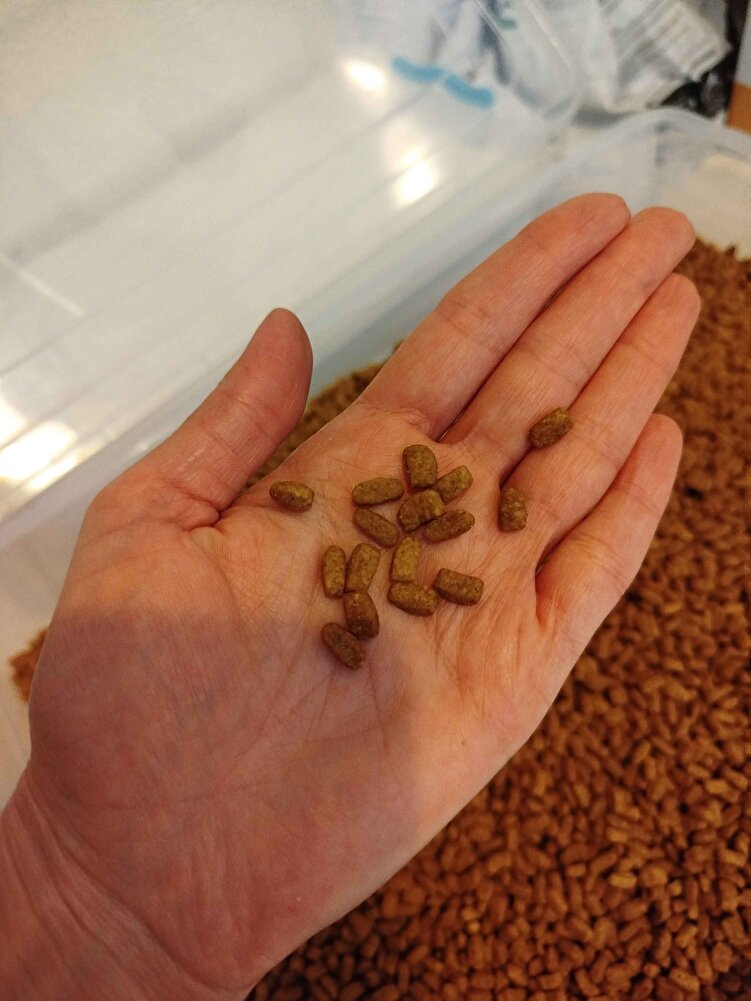 Paketlemesi çok iyiydi sağlamdı. Tarihi Mayıs 2026 olması da iyi. Daha önce hindilisini almıştım. Başka bir mamaya geçtik ancak 1.5 yaşındaki kedim o mamayı sevmedi ağır kokuyordu ve taneleri buna göre daha büyüktü. Bunun taneleri ufak olduğundan kedim daha rahat yiyor. Kargo da gayet hızlıydı. Tertemiz alışveriş süper.