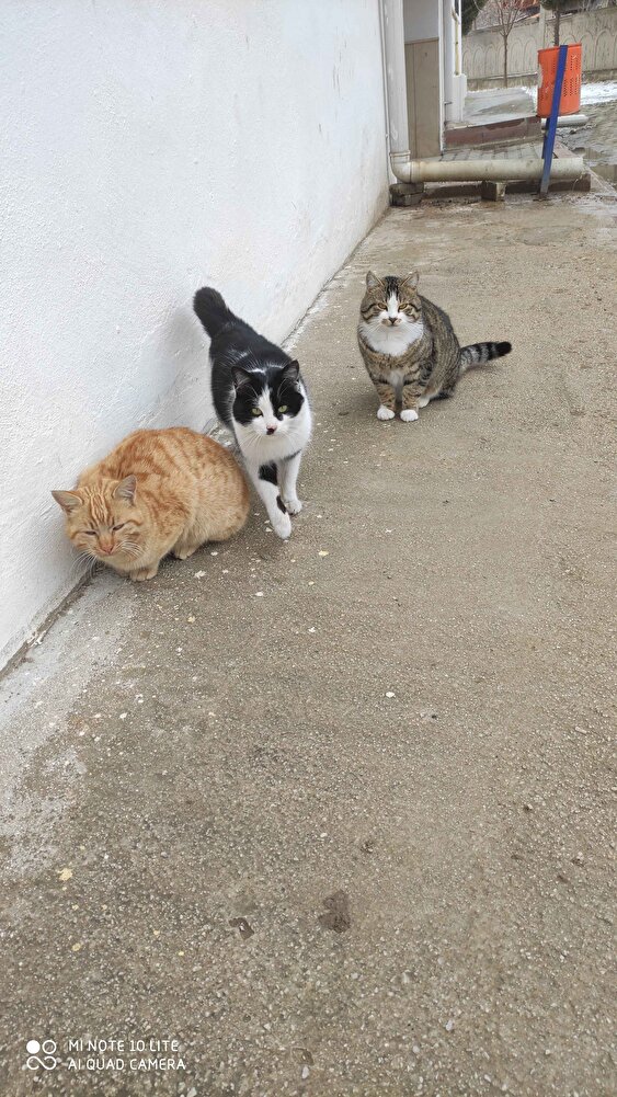 kedilerim çok sevdi severek yiyorlar