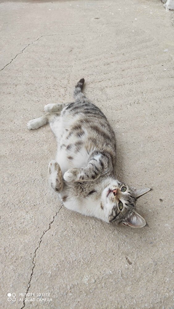 kedilerim çok sevdi severek yiyorlar