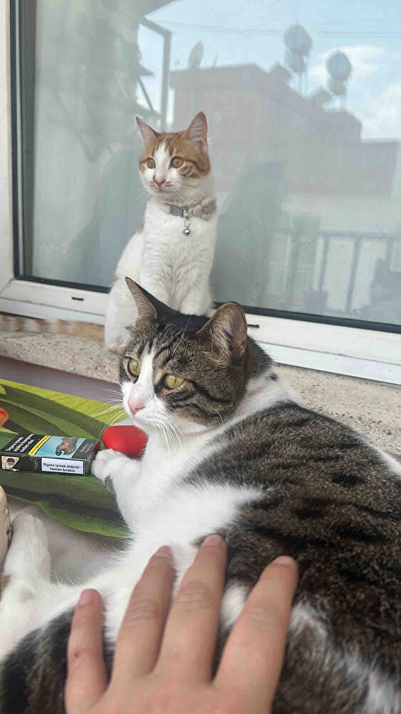 Evde ki canlara dışarda ki canlara alıyorum severek yiiyorlar 🌟🌟🌟